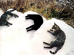 Gatti (133)